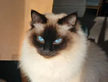 Pet cared for during a sit
